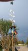 Maibaum 1
