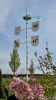 Maibaum 3